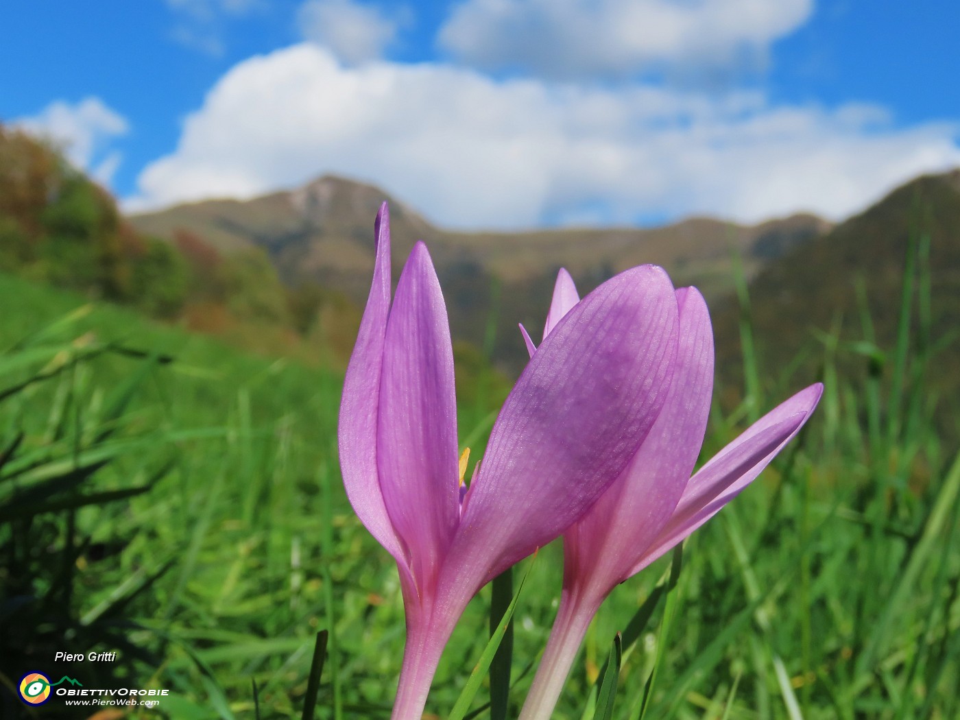 60 Colchicum autumnale (Colchico d'autunno) nei prati.JPG